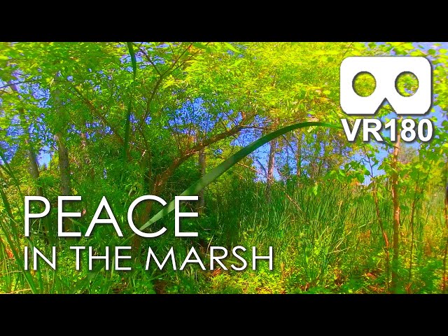 Peace In The Marsh: Peaceful Solitude in Virtual Reality / VR180