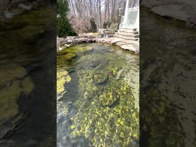 Spring Ponds are ~Crystal~ CLEAR! | #shorts