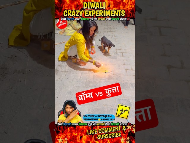 बॉम्ब vs कुत्ता Crackers Experiment || Diwali Crackers #shorts #youtubeshorts #diwali #shortsfeed