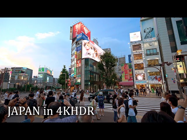 4K・ Tokyo Shinjuku night walk - Big cat・4K HDR