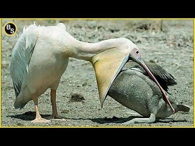 10 Most Cruel Bird Attack Caught on Camera