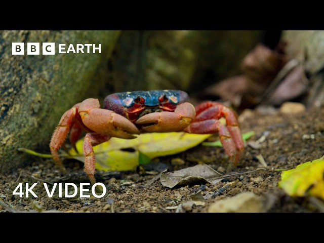 A Journey Across Our Planet | 4K UHD | Planet Earth II | BBC Earth