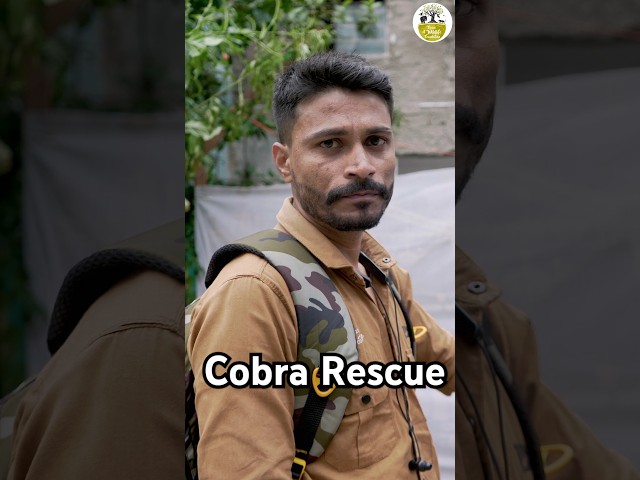 Itna bada naag rescue #cobra #rajeshindori #snake #wildlife #rescue #new #shorts