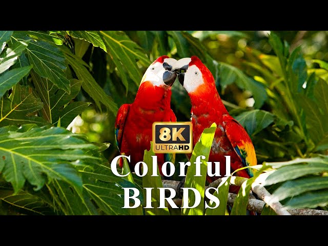 Colorful Birds in 8K HDR | Calming Music | Beautiful Animals