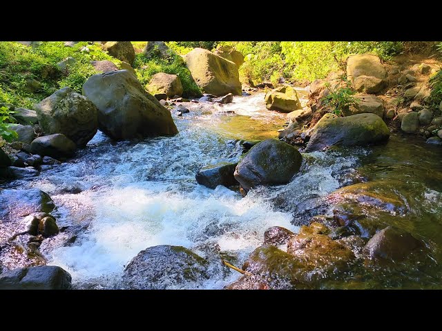 Harmonious Birds Chirping | Beautiful Stream Sounds Lovely Nature Sounds | Cozy Paradise