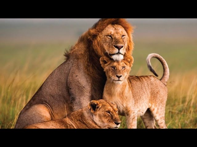 सवाना जंगल, Africa - हिन्दी डॉक्यूमेंट्री |Wildlife documentary in Hindi