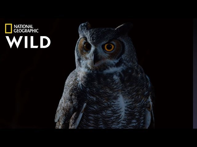 Great Horned Owl on the Hunt | Nat Geo Wild