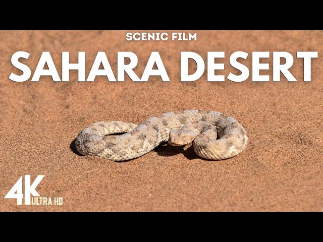 Animals in Sahara desert 4k Ultra Hd Scenic Desert Film