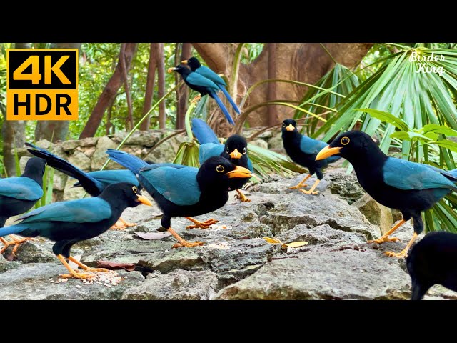 Cat TV for Cats to Watch 😺 Naughty Blue Birds 🐦 Cute Chipmunks 🐿 8 Hours(4K HDR)