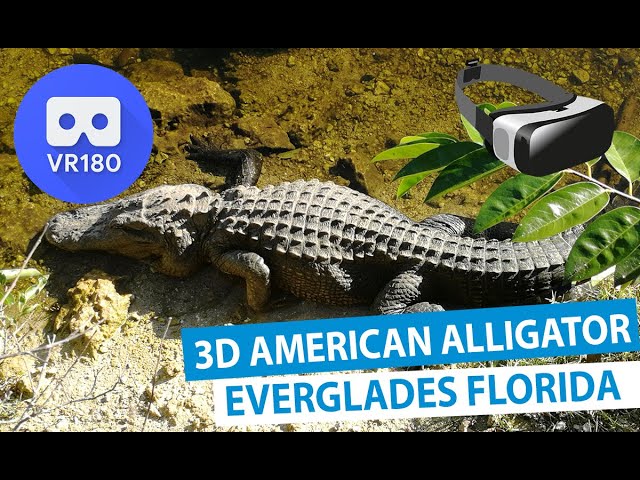 3D Meet the American Alligator [VR180]