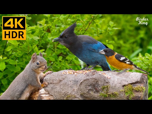 Cat TV for Cats to Watch 😺 Beautiful birds and cute squirrels 🐦🐿 8 Hours(4K HDR)