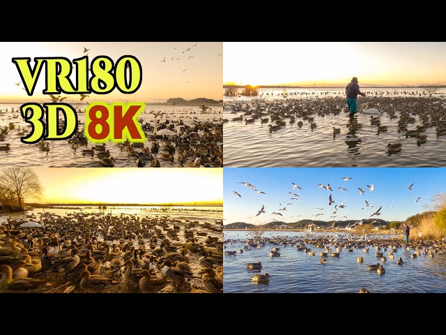 [ 8K 3D VR180 ] 水鳥のサンクチュアリ - 北浦湖岸「白鳥の里」（茨城県潮来市）Migratory birds sanctuary  at Lake kitaura,Japan