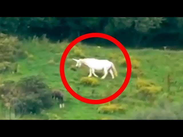 Unicorns Caught on Camera & Spotted In Real Life