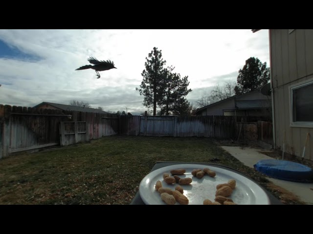 Mesmerizing Blue Jays Feast: 16-Min 4K VR180 Bird-Watching Spectacle