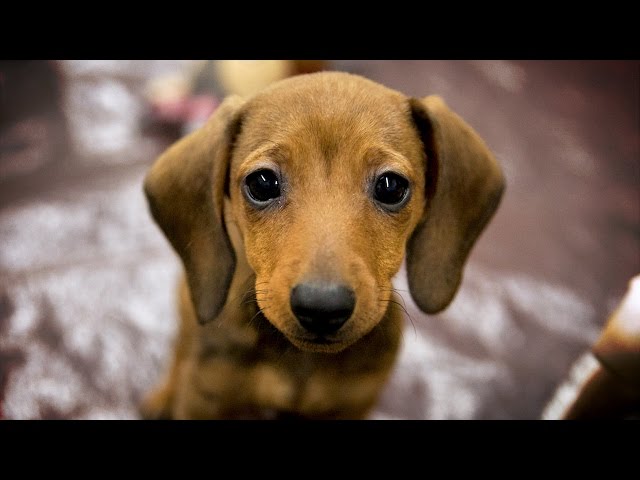 Puppies Host SourceFed For A Day // 360 VR Bonus Video