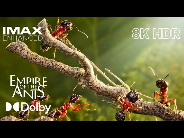 EMPIRE OF ANTS | 8K HDR DOLBY VISION™ 60 FPS