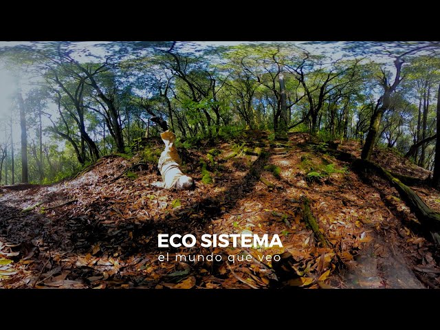 ECO SISTEMA: el mundo que veo