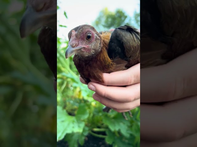 Unexpected visitor in our garden!!! #mistabig #garden #tomatoes #chicken #fresh #organic