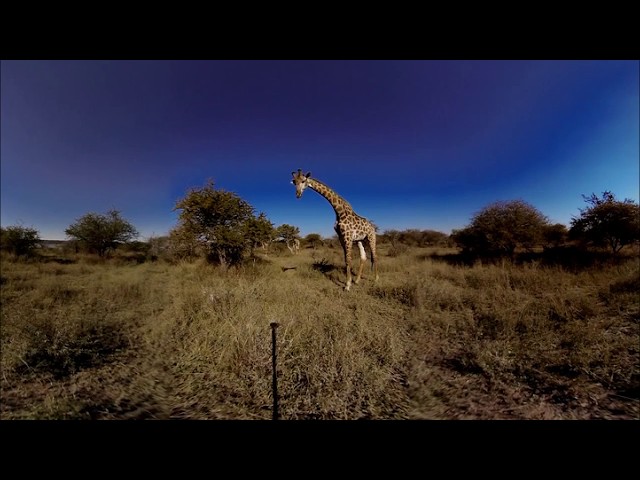 🦏 A day in the safari with the Vuze camera 🦏