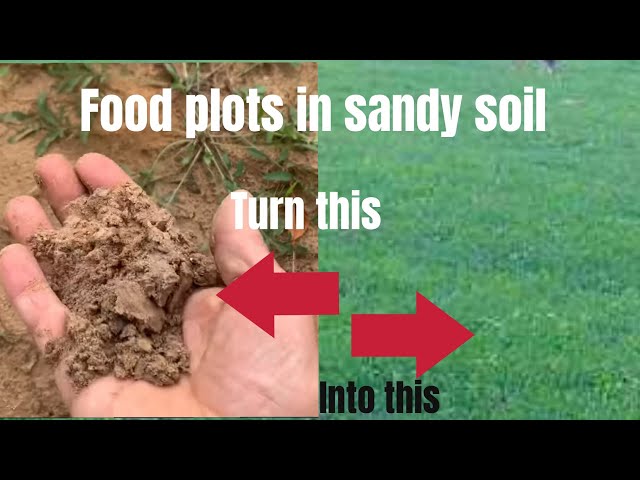 The best food plot seed for sandy soil.