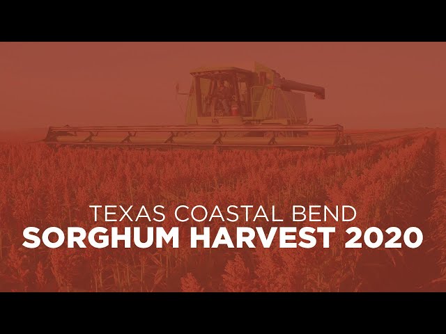 U.S. Texas Coastal Bend Sorghum Harvest