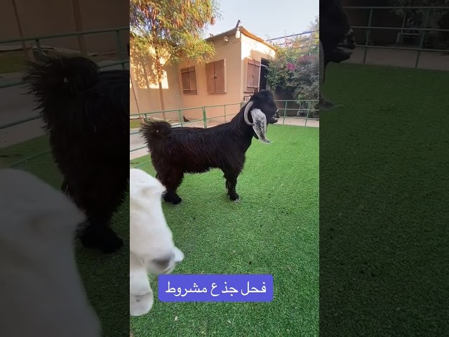 Arabic Goat Farming (