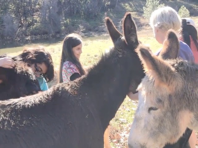 Hugging Donkeys