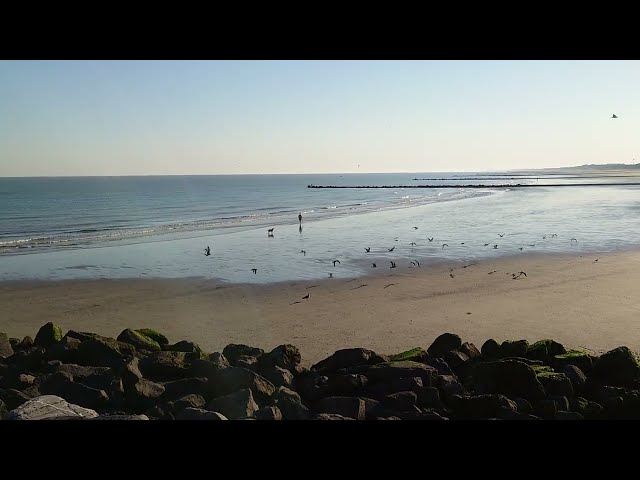 dog chasing seagulls on the beach