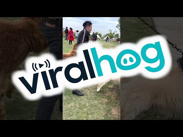 Alpaca Is Obsessed With Malish The Golden Retriever || ViralHog