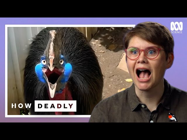 Australia's Cassowaries EXPOSED: The Truth Behind The World's Most Dangerous Bird