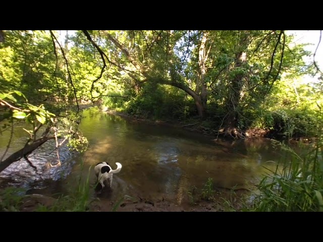 VR Nature walk Bandit the dog thinks about going in the River, Lilly says Lets go!