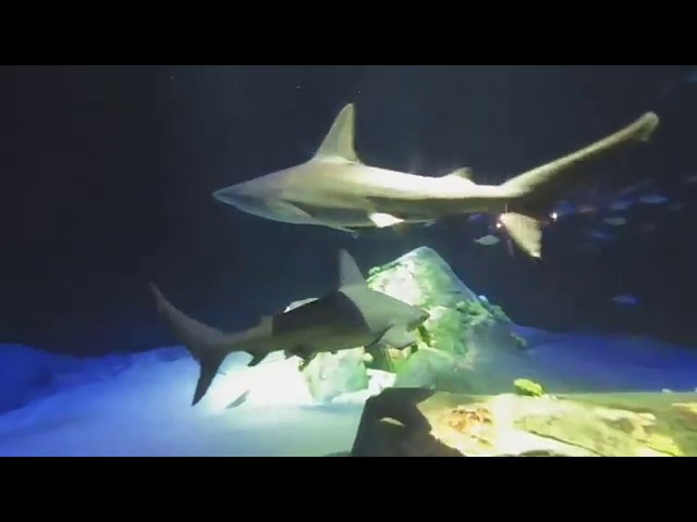 VR180 3D: New York Aquarium