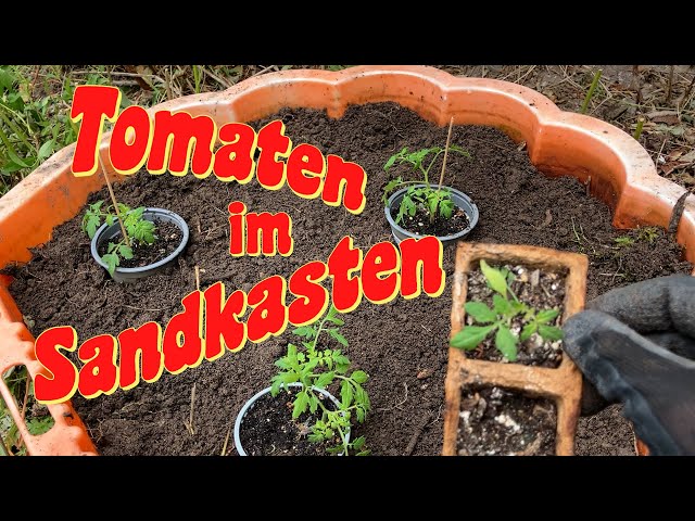 EP 02 - Tomaten im Sandkasten