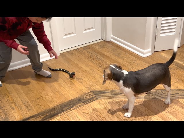 JoJo the Blue Beagle playing with a remote control snake and is not happy!!