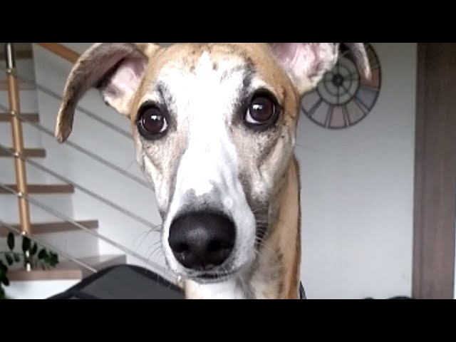 Whippet vs. dry dog food 🐶 - Waiting for „Okay”! 🐾