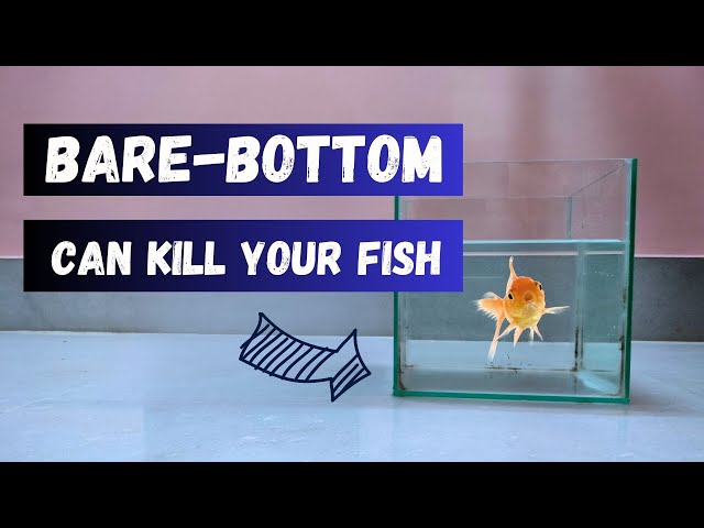 Bare Bottom Or Substrate? Which Is Best For Your Aquariums?