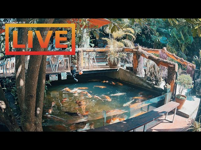 🔴 Zoo Cafe · Feed the Fish LIVE!