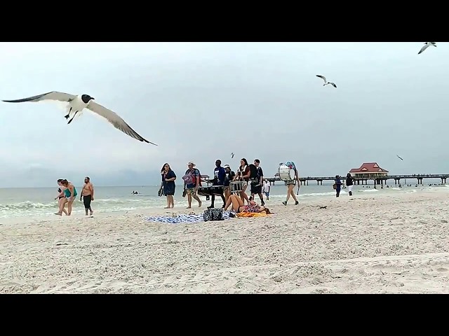 Drum Patrol on Clearwater Beach #clearwaterbeach