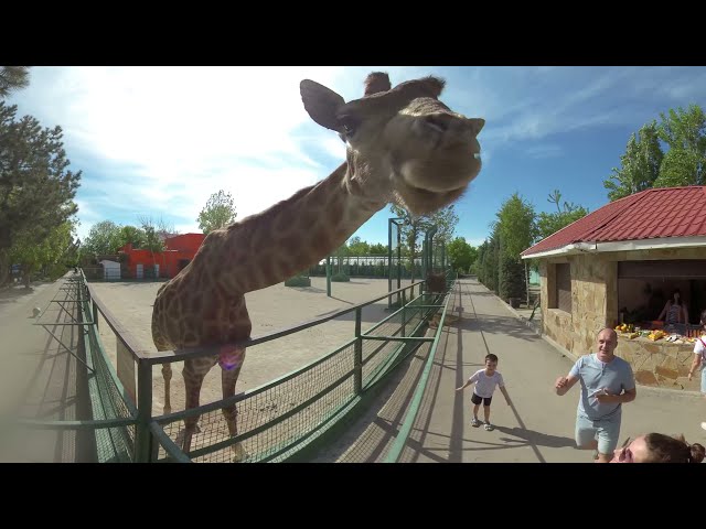 Zoo 360 ° VR