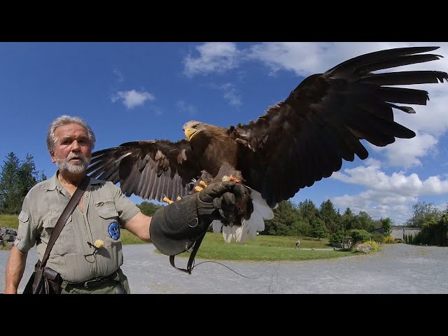 Birds of Prey Up Close Eagles Flying Ireland VR180 Ambisonic