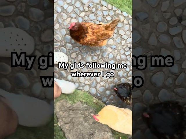 My bougie chickens follow me WHEREVER I go... lol #chicken #hen #petchicken #chickens #chickenmemes