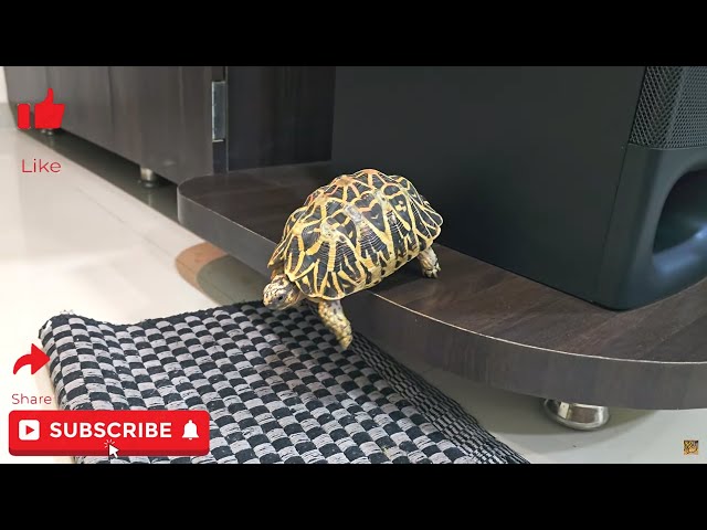 Watch this tortoise jump! | How a tortoise takes a leap? |    #subscribe #tortoisedailycare