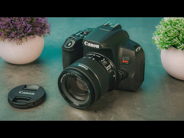 Best Beginner Cameras in 2024