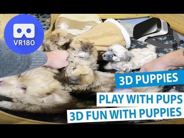 Play With Dog Puppies VR180 3D - Gear VR, Oculus Quest & Go, HTC Vive, PlayStation VR