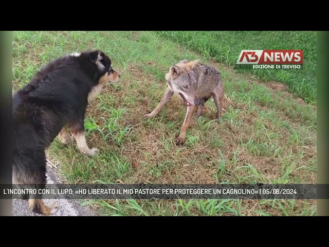 L'INCONTRO CON IL LUPO: «HO LIBERATO IL MIO PASTORE PER PROTEGGERE UN CAGNOLINO» | 05/08/2024