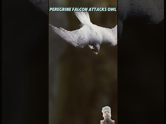 Peregrine falcon vs owl #trending #sortvideo #youtubeshorts #falcon