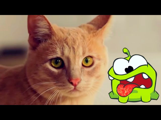 Om Nom - compilation season 1-  all episodes - funny cartoon