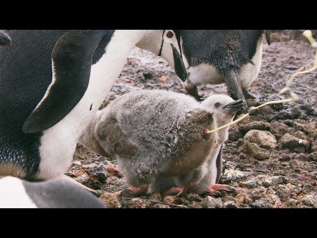 Penguins Might be Cute, but They're Also Super Gross | Seven Worlds, One Planet | BBC Earth