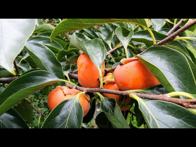 Why you Should Grow a Persimmon Tree & Which one to Choose