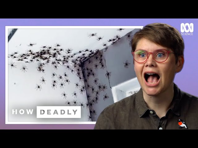 Should We Fear Huntsman Spiders?